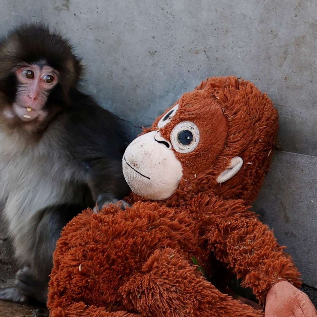 El bebé macaco 'Punch'