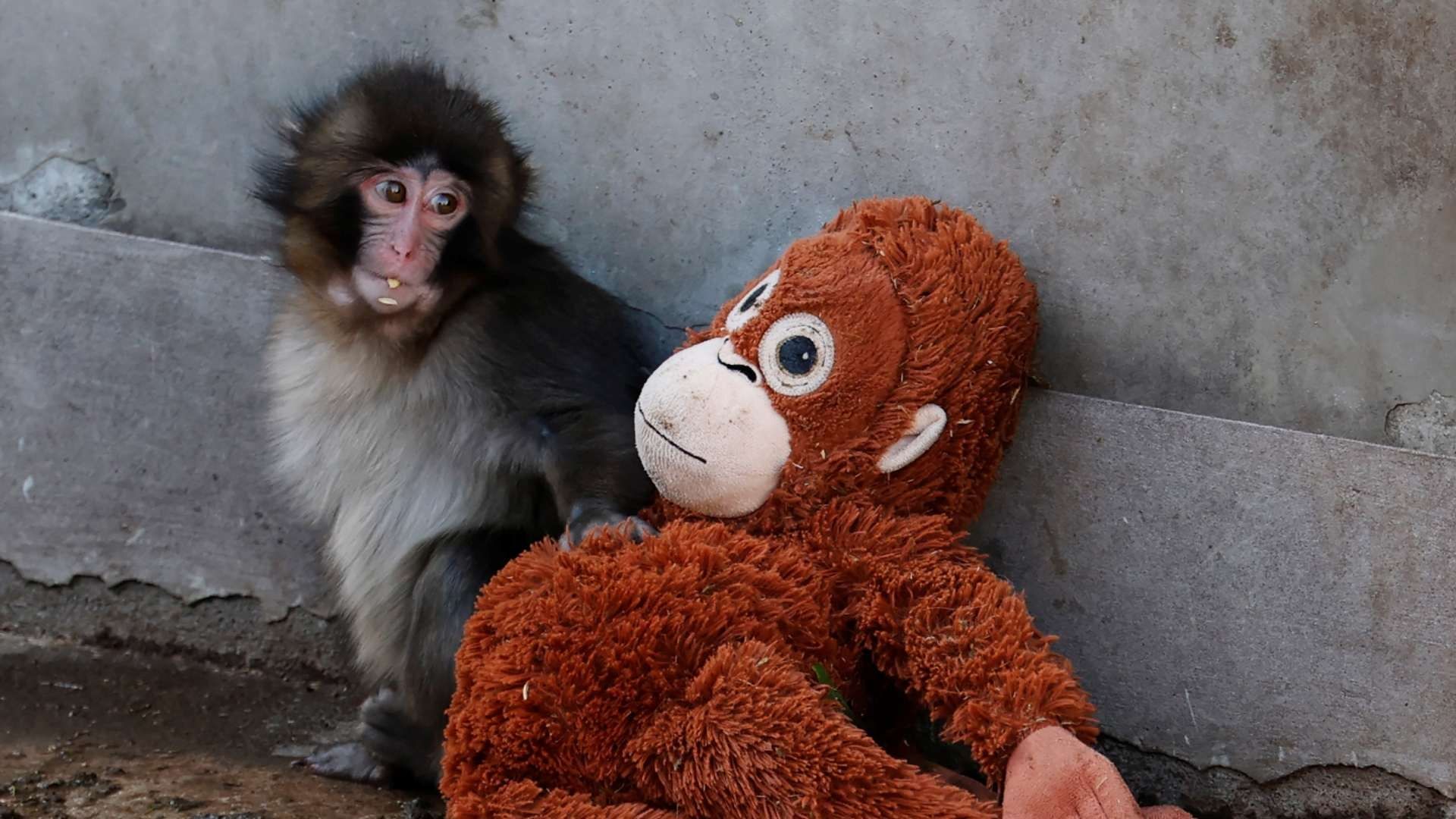 El bebé macaco 'Punch'