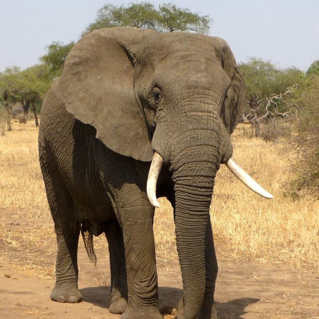 Elefante en un reserva