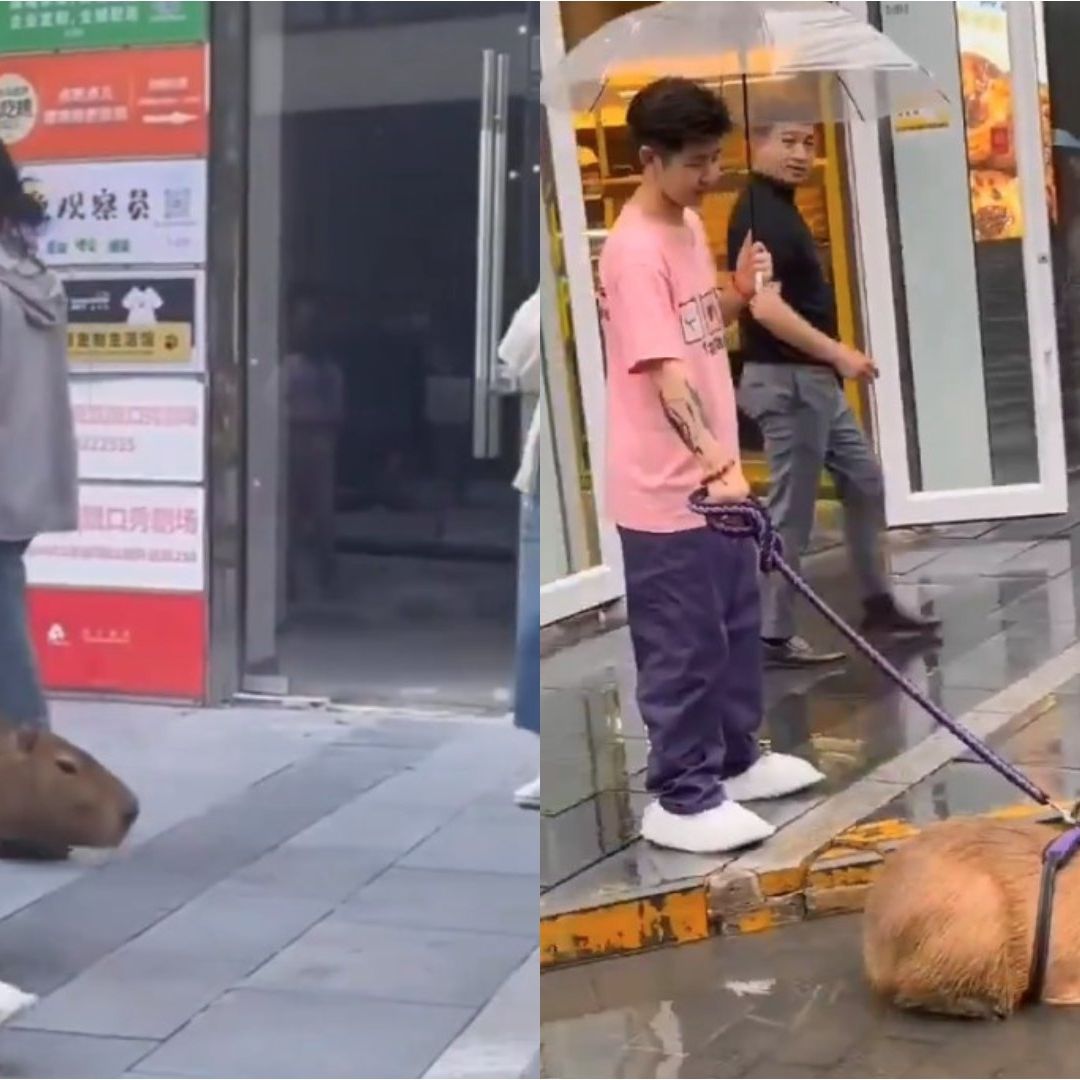 Así se dejaron ver un joven y su capibara por las calles. Foto Captura de pantalla