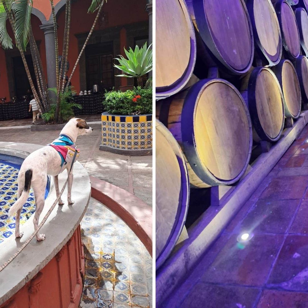 Se viraliza perrito paseador