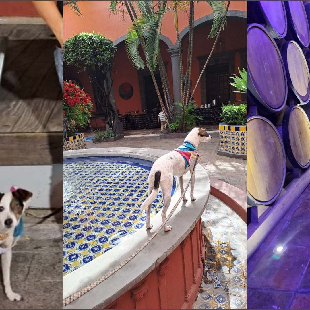 Dui, nombre del perrito, paseó por Guadalajara, zonas conurbadas, y hasta conoció Tequila, Jalisco