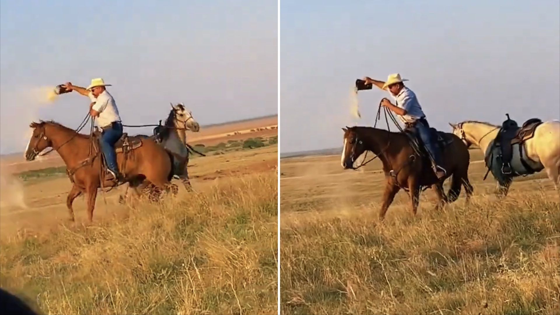 Caballo reacciona a las cenizas de su dueño difunto