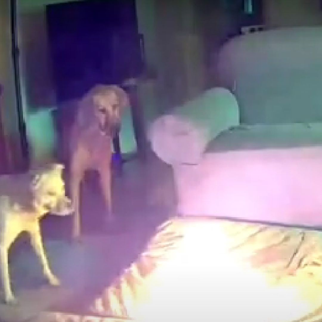 Perro muerde batería de celular y provoca incendio