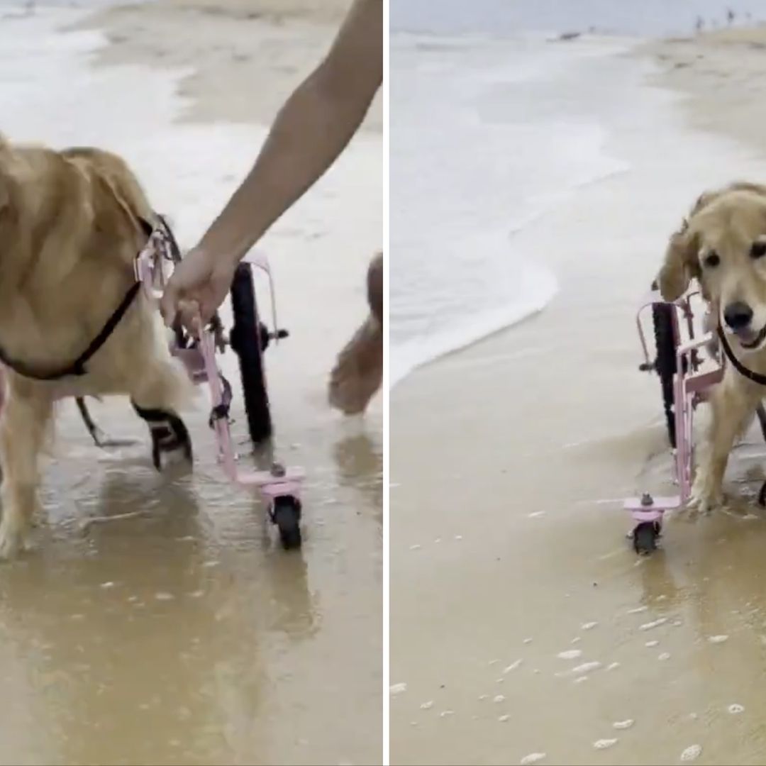 Perrita discapacitada visita el mar en silla de ruedas