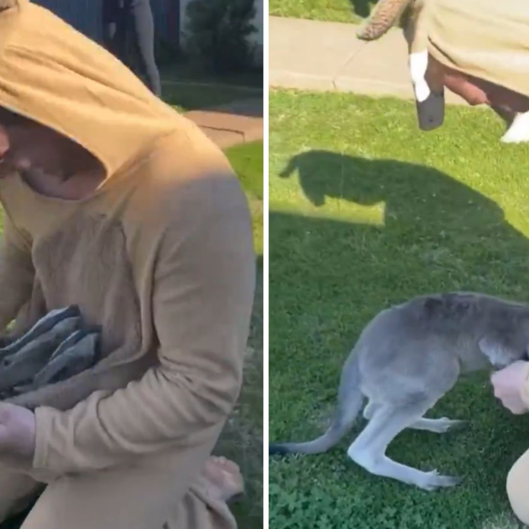 Canguro bebé en sorprendido por hombre disfrazado