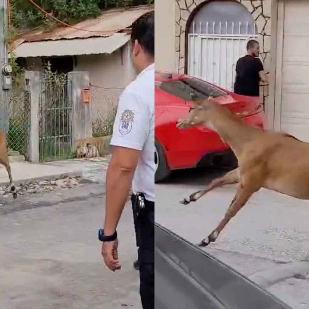 Berrendo Genera Persecución en Matamoros y luego de la Movilización Sufrió un Paro Cardiaco