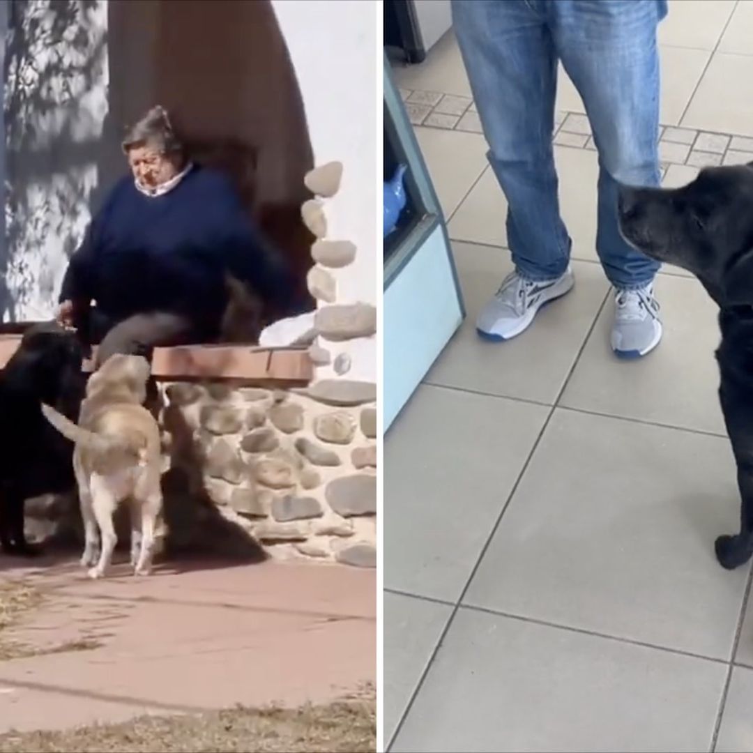 Perrito va por el pan para su dueño