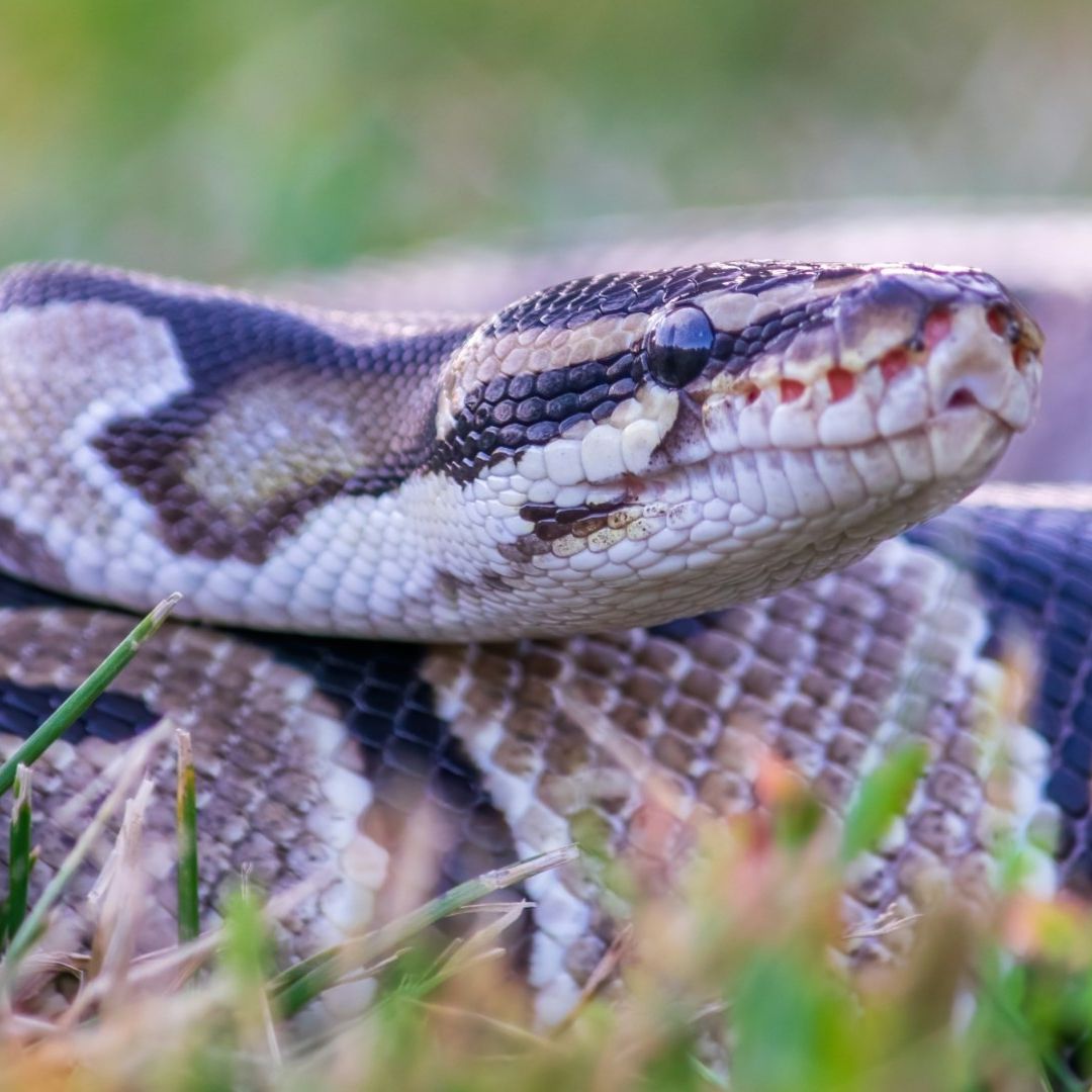 Video: Mujer Lucha Durante Dos Horas con Serpiente Pitón que Quiso Devorarla