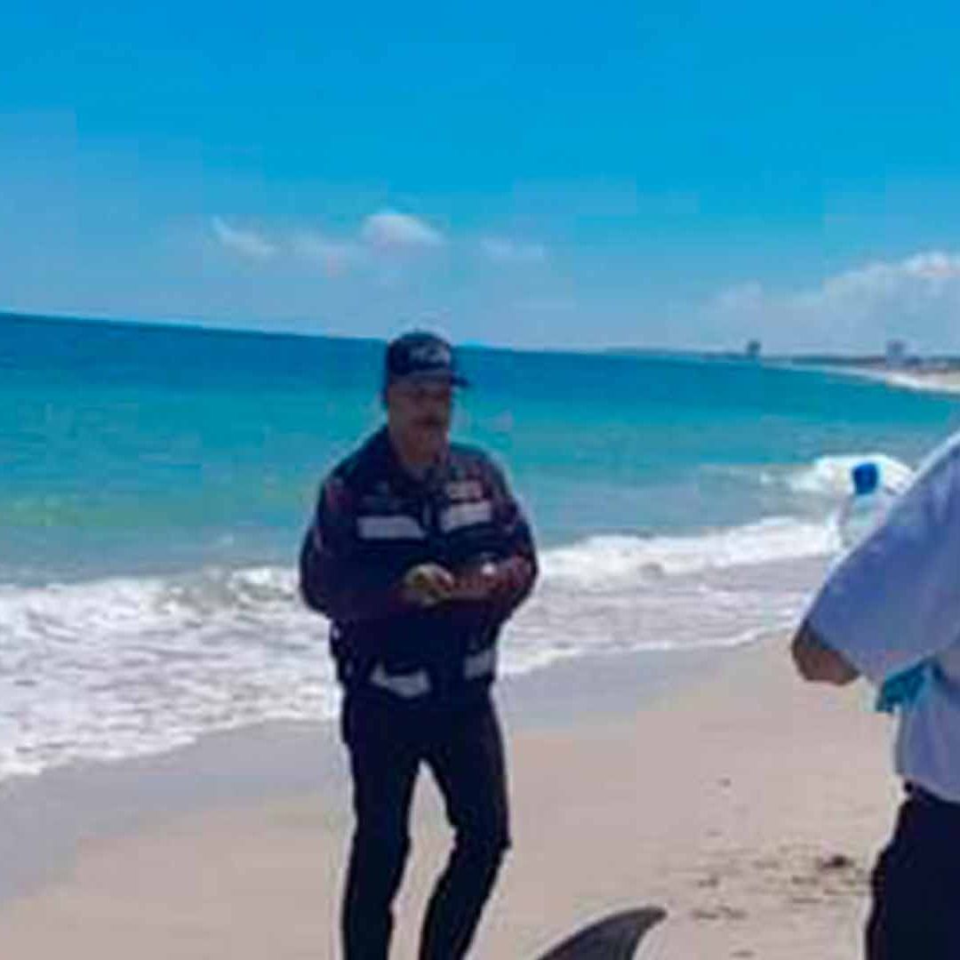 Encuentran Delfín 'Nariz de Botella' Muerto en Playa Miramar