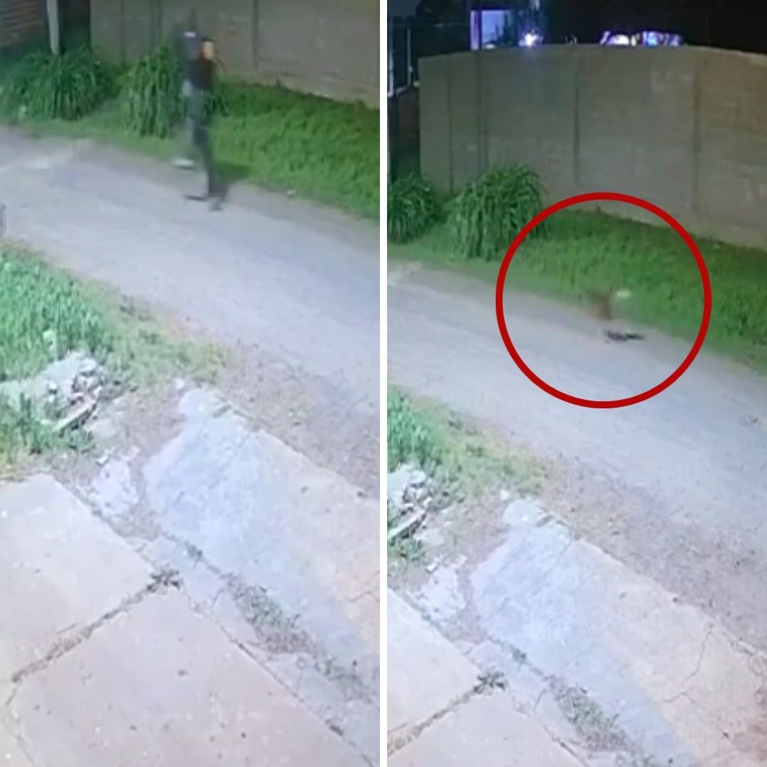 Video: Ladrón Entra a Robar Casa de Abuelito y Perros Frustran Asalto