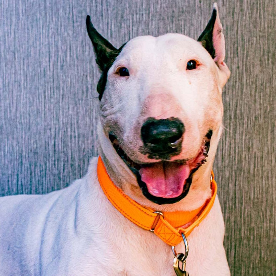¿Qué Pasó con el Perrito que Dejaron Amarrado en Florida ante Paso del Huracán Milton?