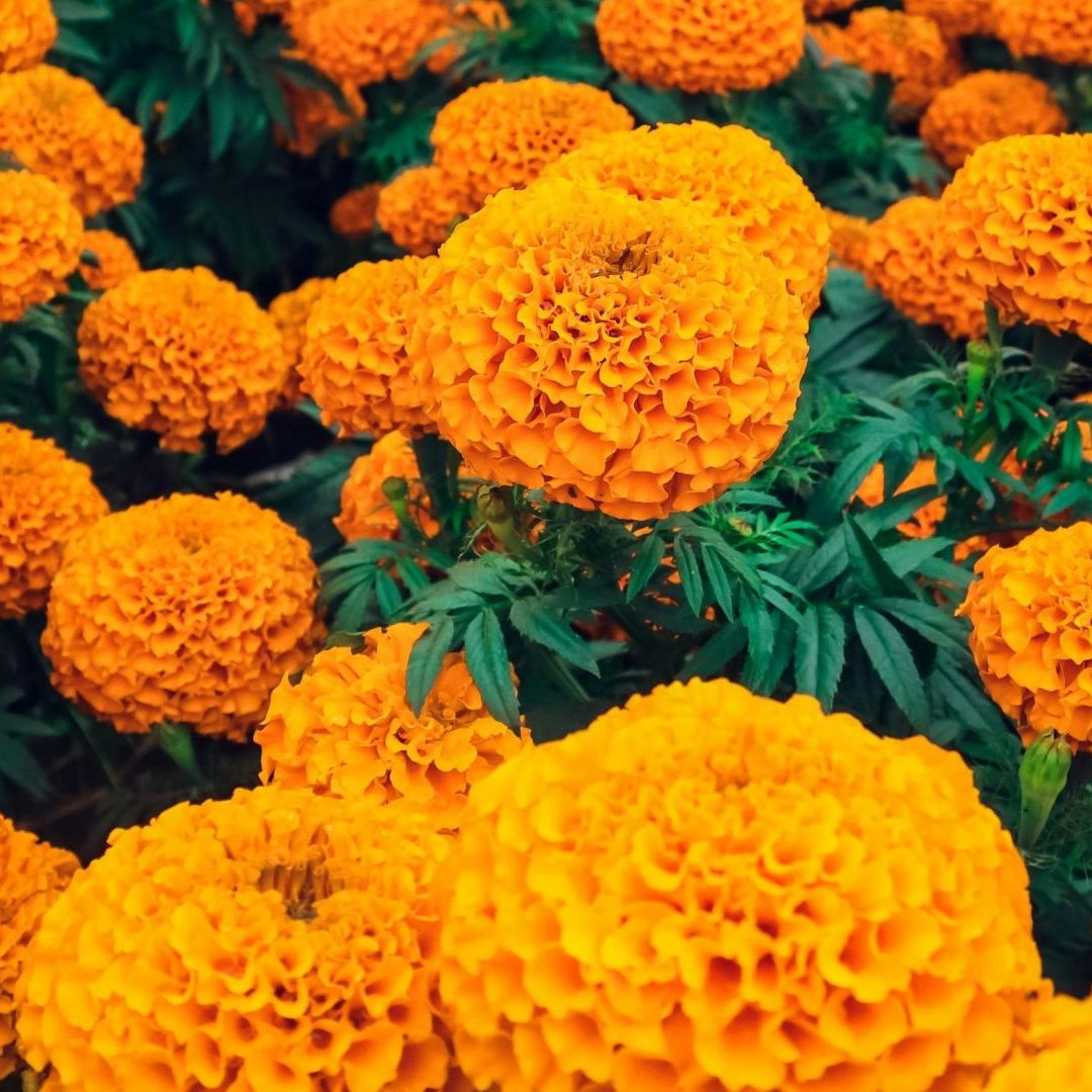 Mercados para Comprar Flor de Cempasúchil en la CDMX por el Día de Muertos 2024