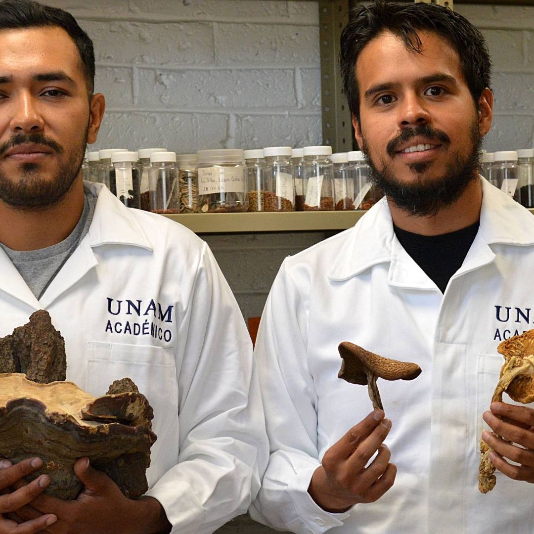 Descubren Nuevo Tipo de Árbol Mexicano: Así es la Especie Encontrada en Sinaloa