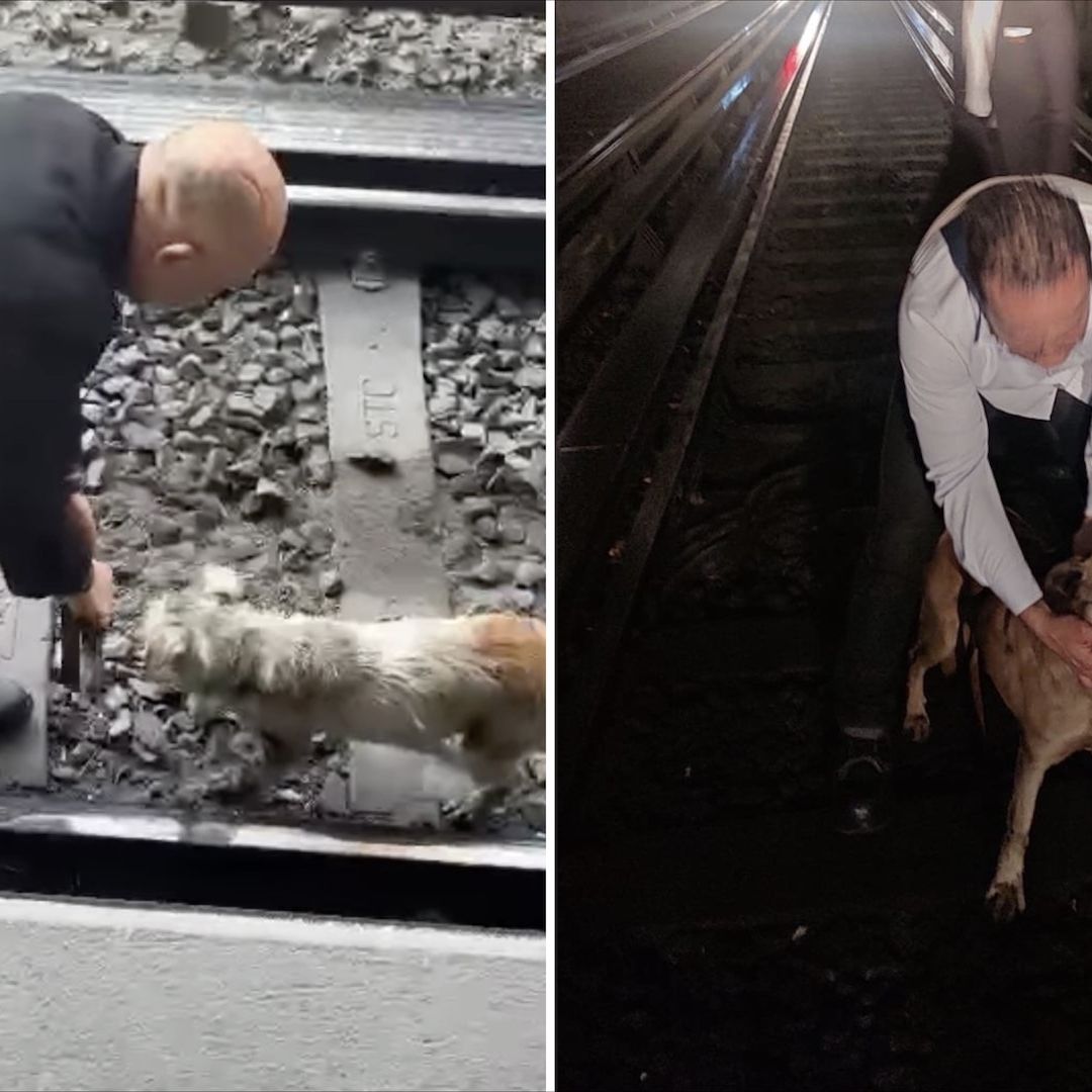 Rescatan a dos perros de las vías en el Metro de CDX