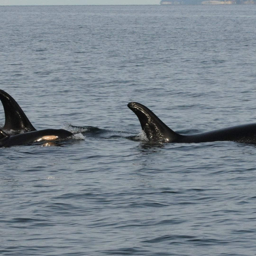 La orca J35 fue vista con su cría muerta en Año Nuevo