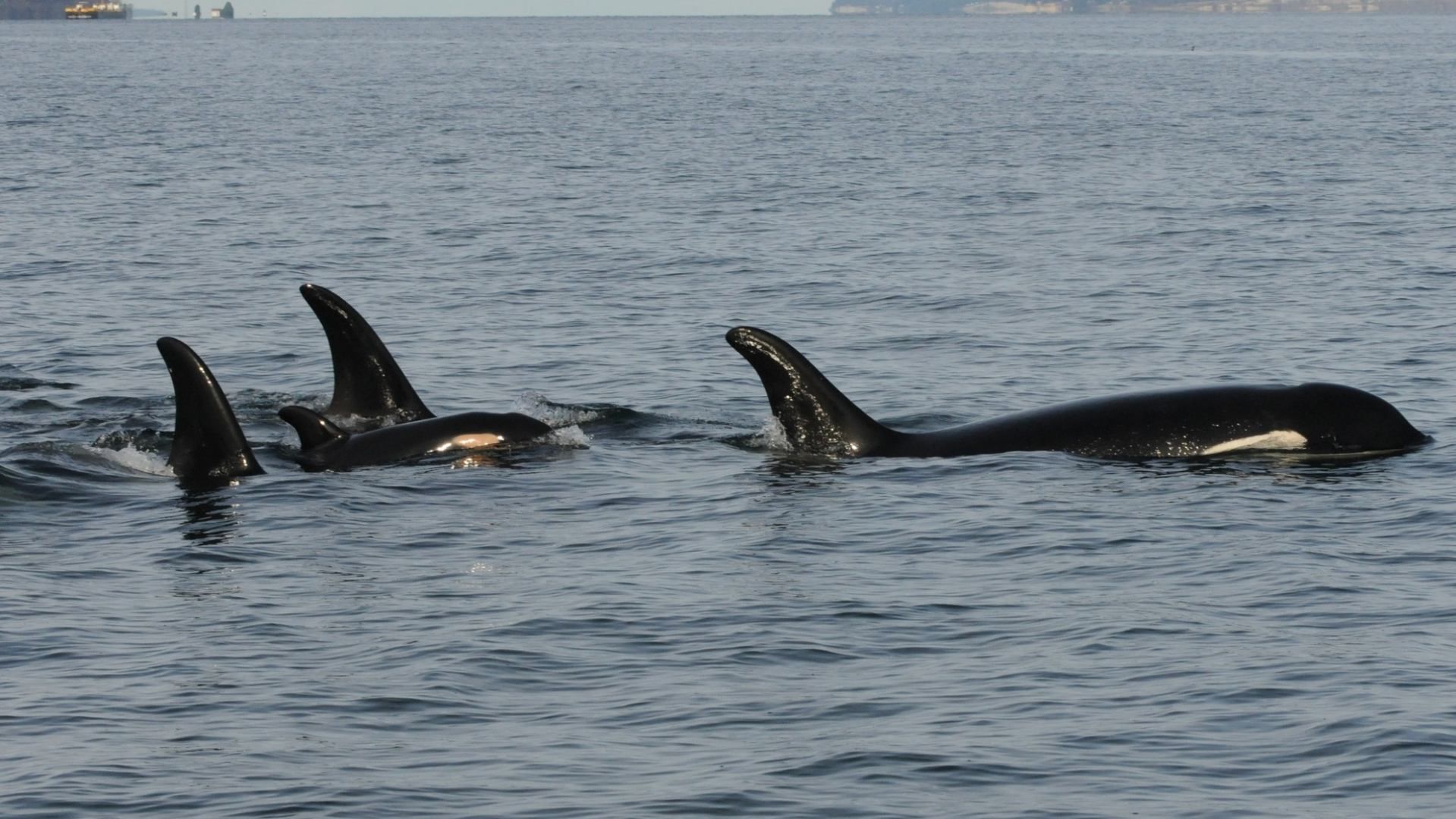 La orca J35 fue vista con su cría muerta en Año Nuevo