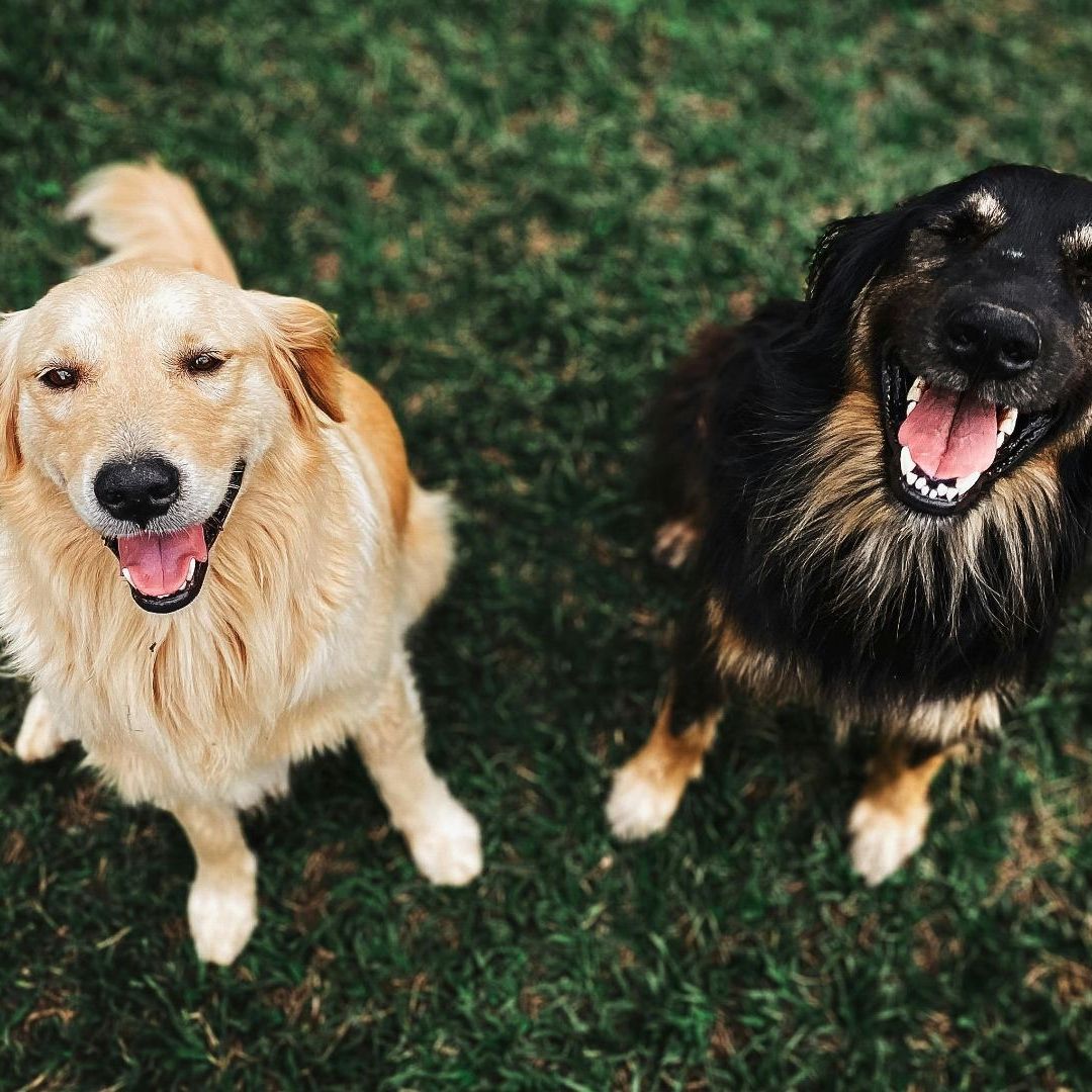 Código de colores para mascotas