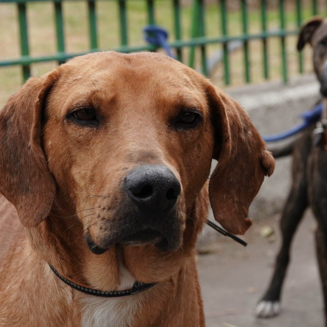 Dos de los perritos peregrinos que fueron rescatados en diciembre de 2023 en la Basílica de Guadalupe