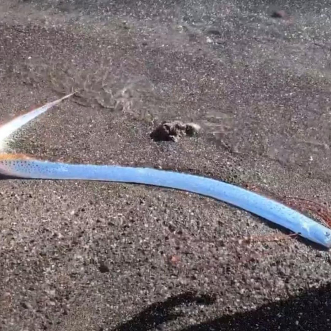 Así fue visto el pez remo en una playa de México
