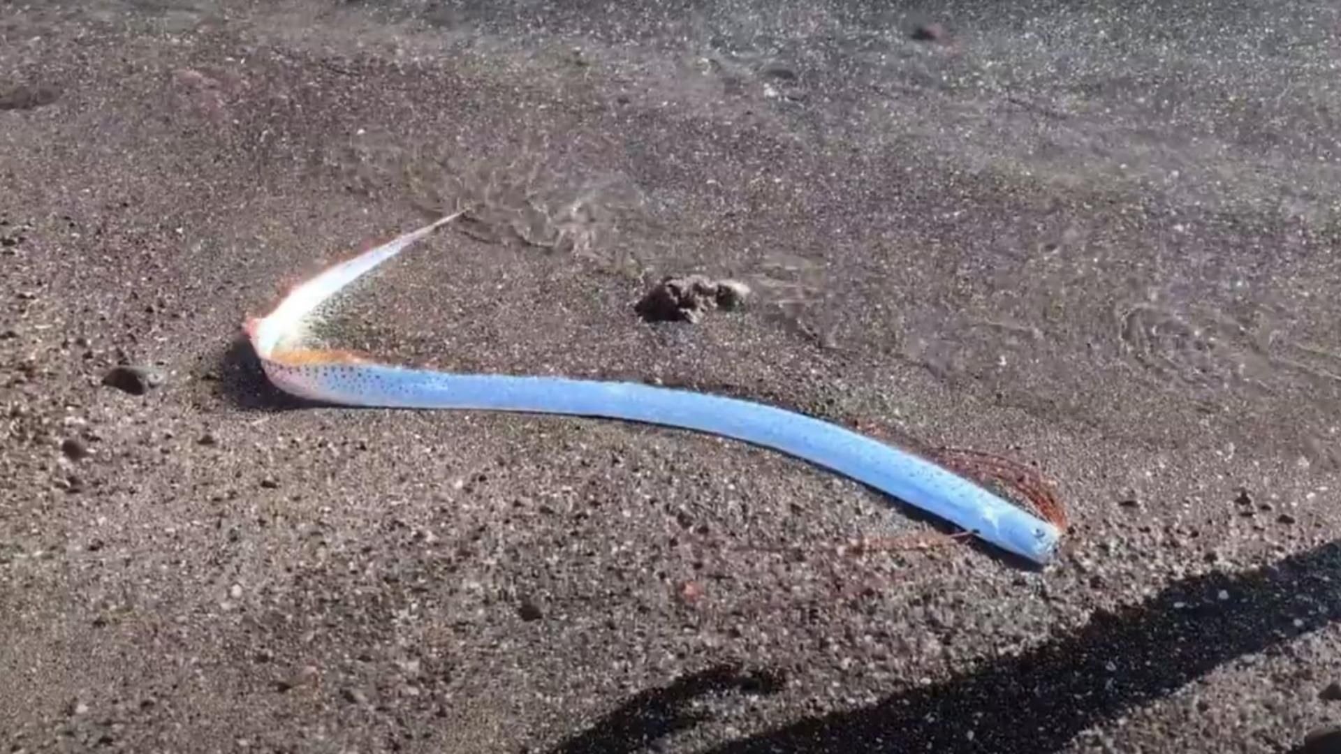 Así fue visto el pez remo en una playa de México