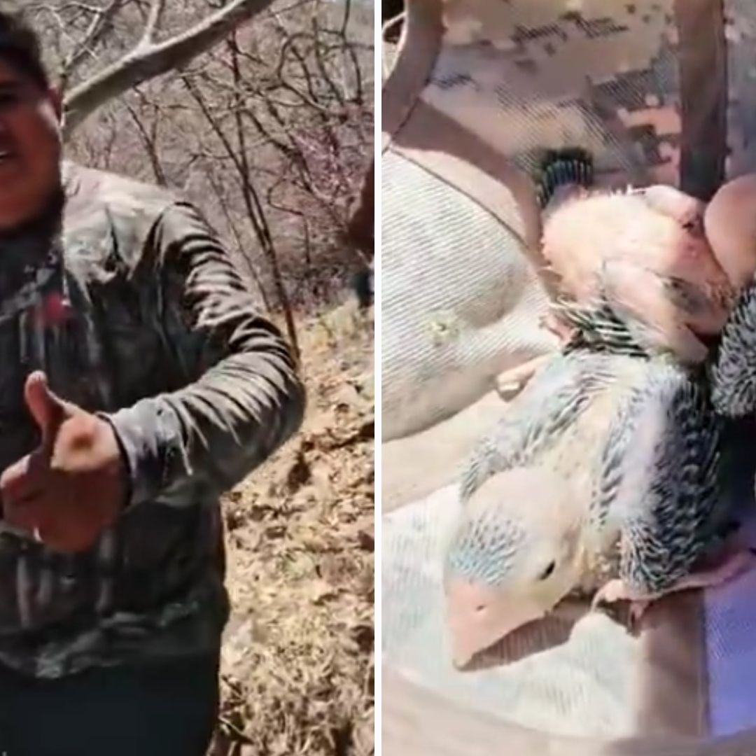 Influencer Saquea Nido de Pericos para Llevarlos a su Casa: “Les Voy a Enseñar a Hablar”