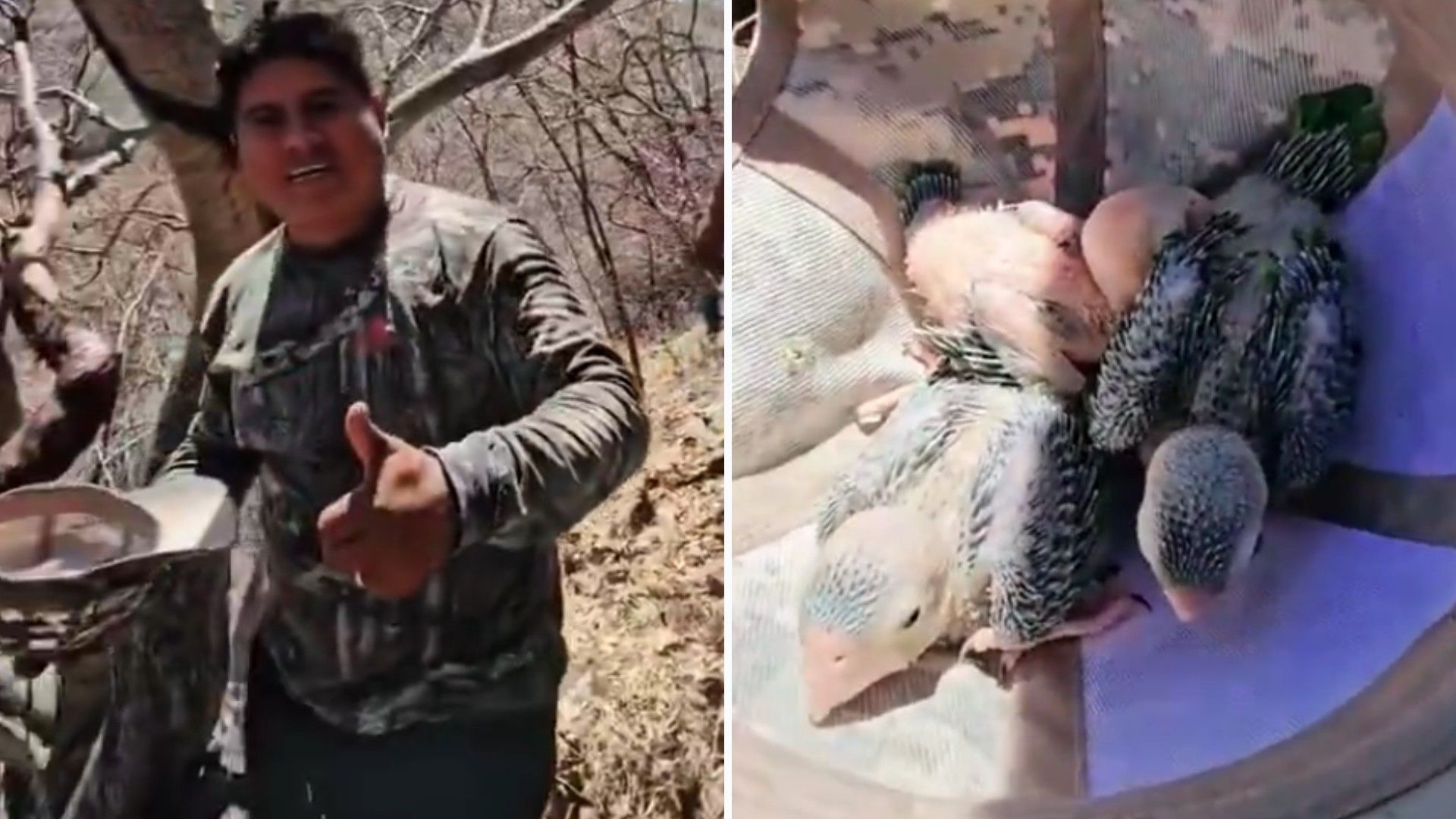 Influencer Saquea Nido de Pericos para Llevarlos a su Casa: “Les Voy a Enseñar a Hablar”