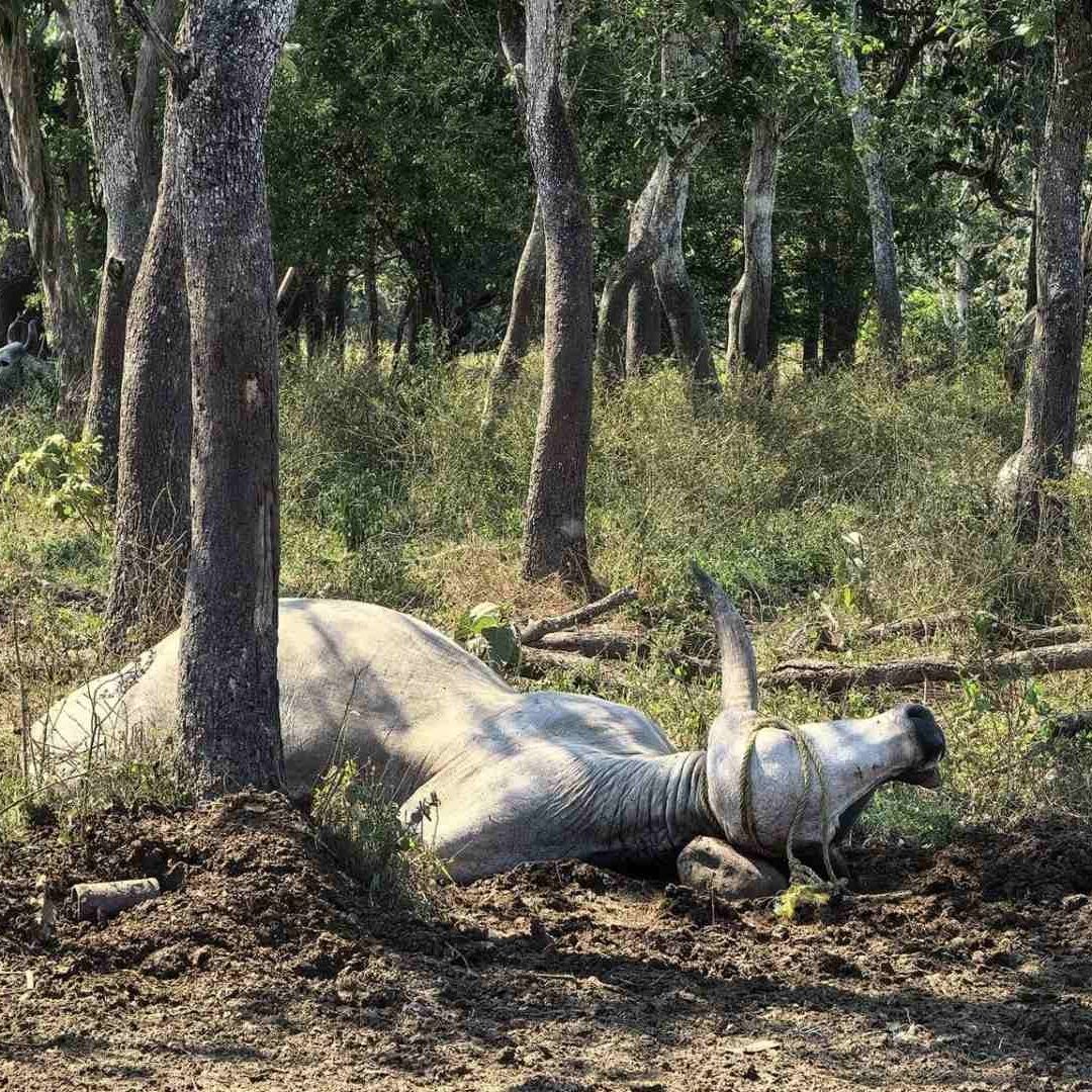 Cabezas de ganado sepultadas en el municipio de Huimanguillo, Tabasco, 21 de marzo de 2025.