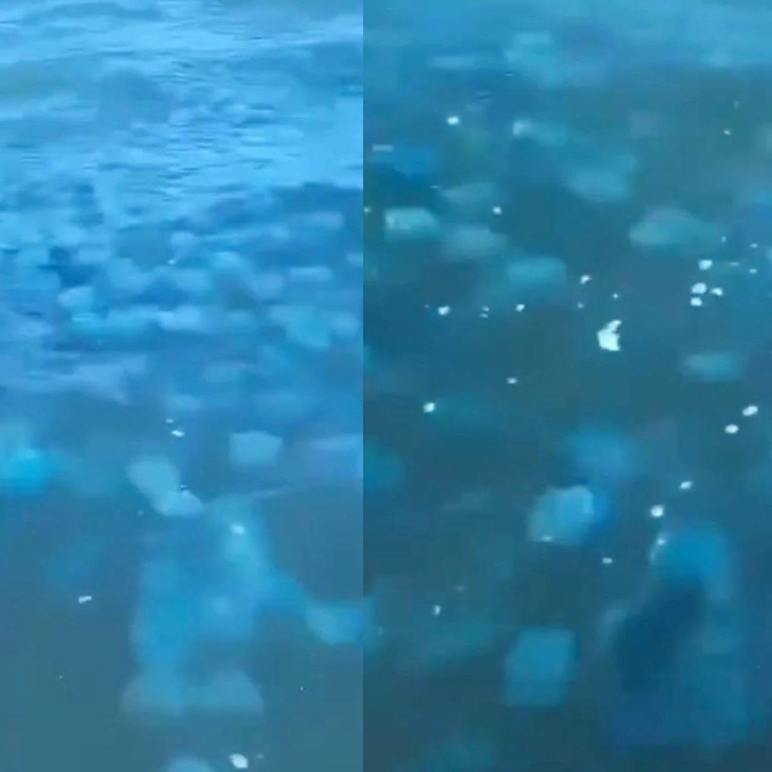 Captan a Miles de Aguamalas en las Aguas de Bahía de Kino en Sonora
