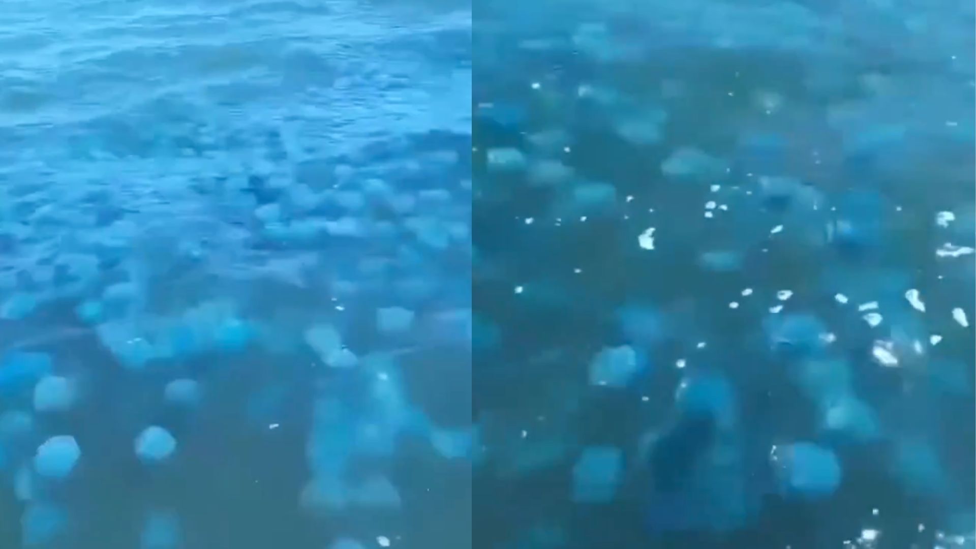 Captan a Miles de Aguamalas en las Aguas de Bahía de Kino en Sonora