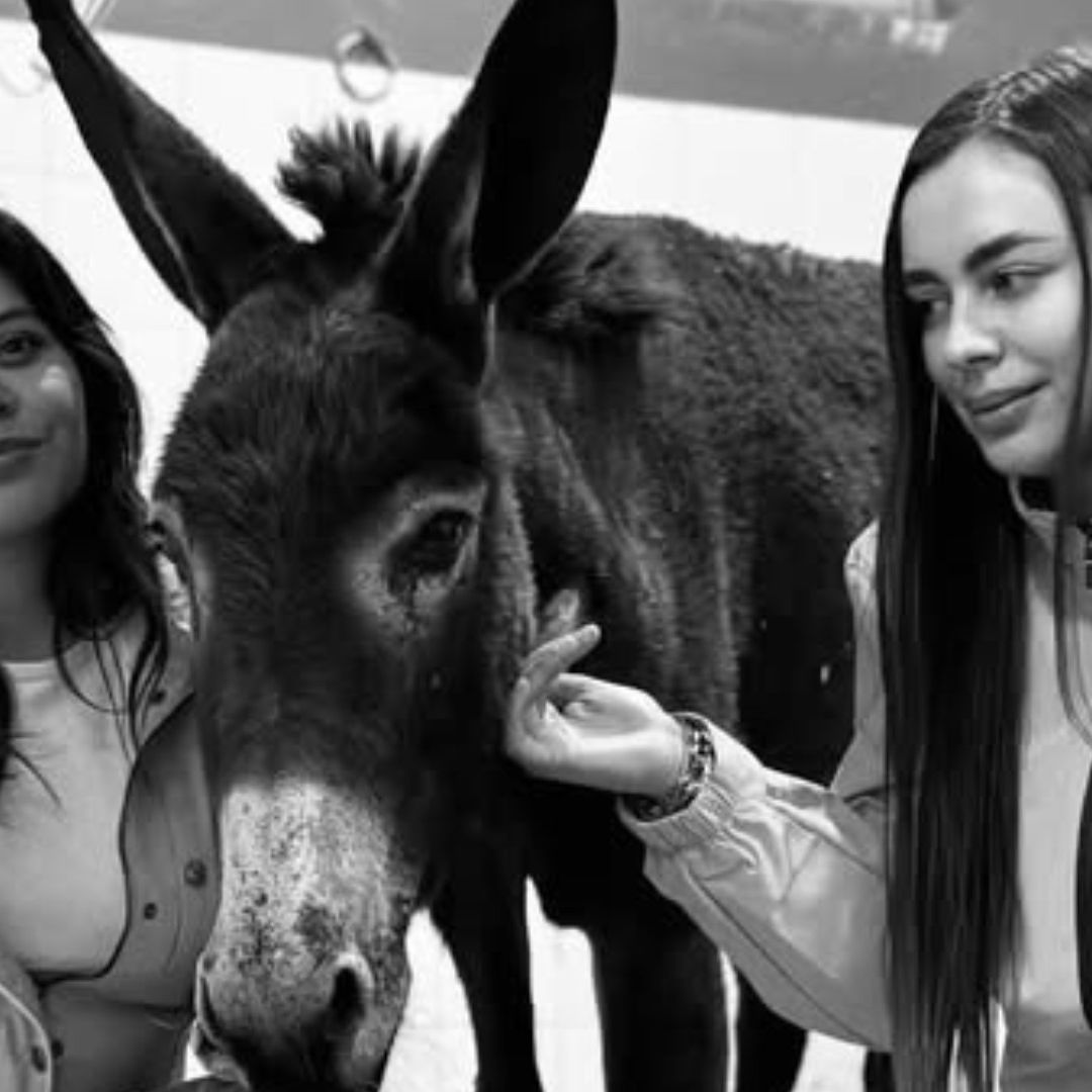 Oli fue rescatada en agosto de 2024 por la organización animalista.