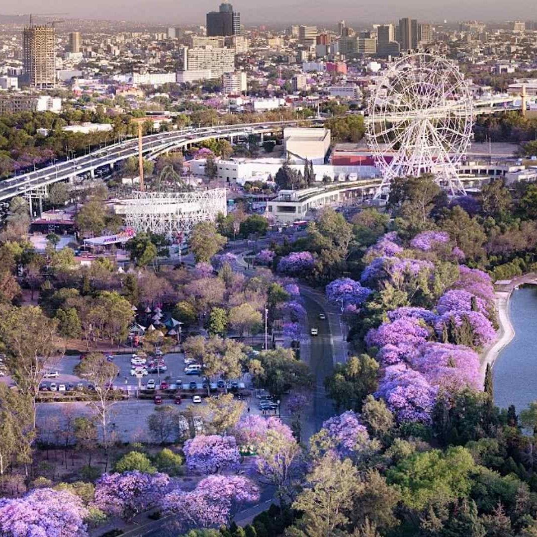 Jacarandas en el Bosque de Chapultepec