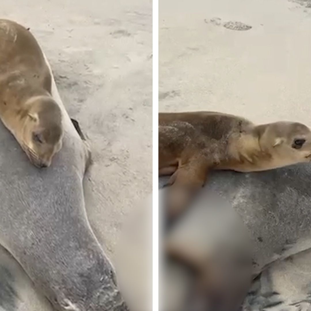 Lobo Marino Bebé Se Resiste a Dejar a su Madre Muerta en Rosarito, BC