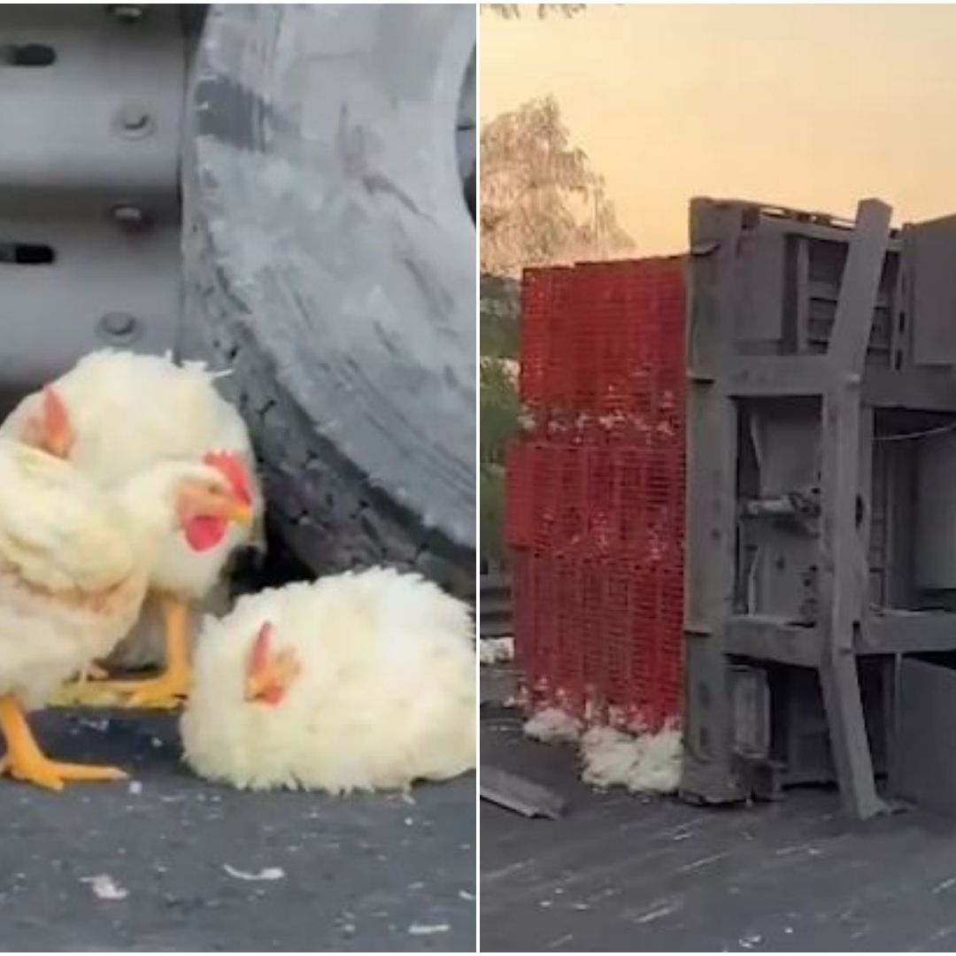 Tráiler cargado con pollos vuelca en Circuito Exterior Mexiquense hoy, 2 de mayo de 2025. Foto: N+