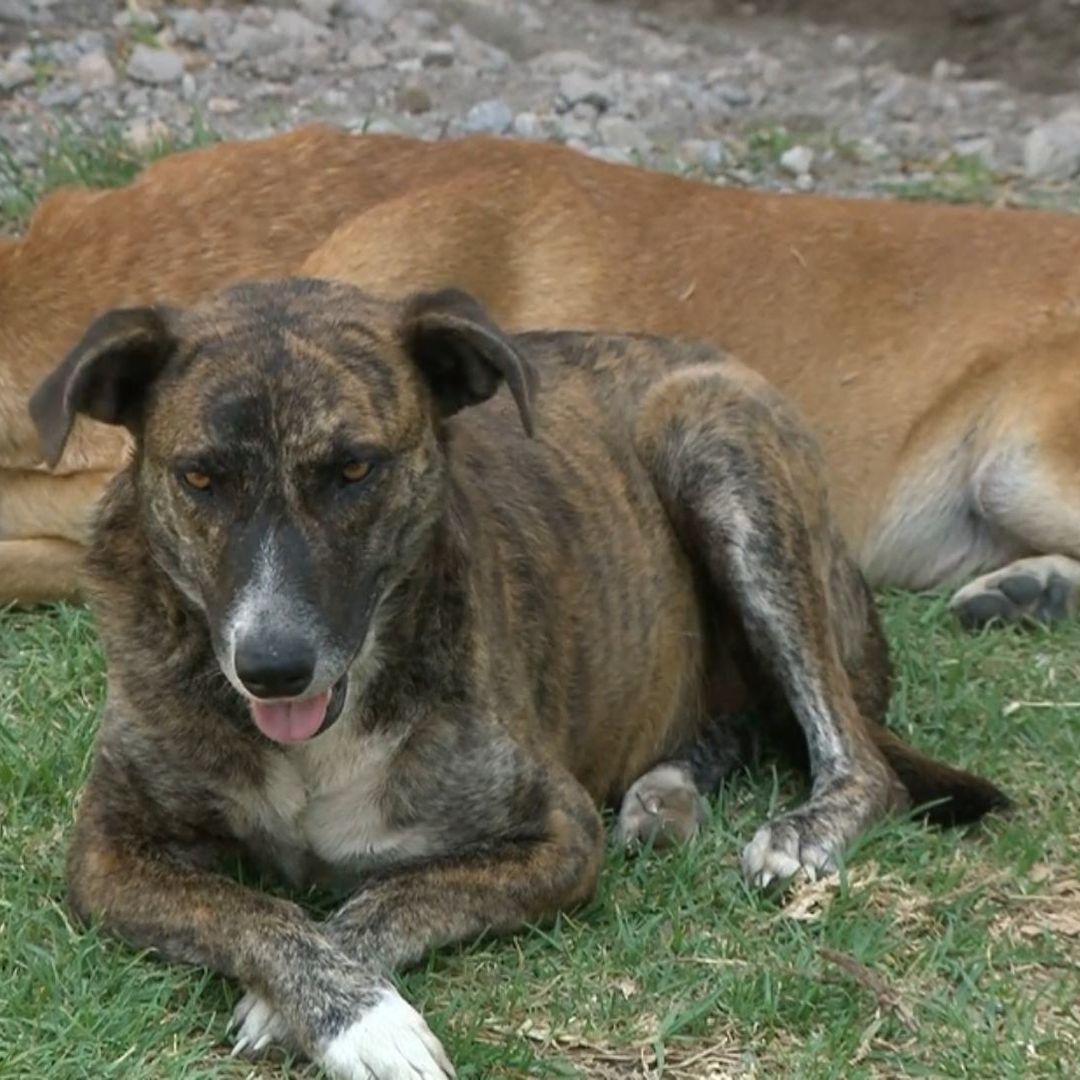 Perros Rociados con Gasolina para Quemarlos Vivos en Ignacio Romero Vargas, Puebla
