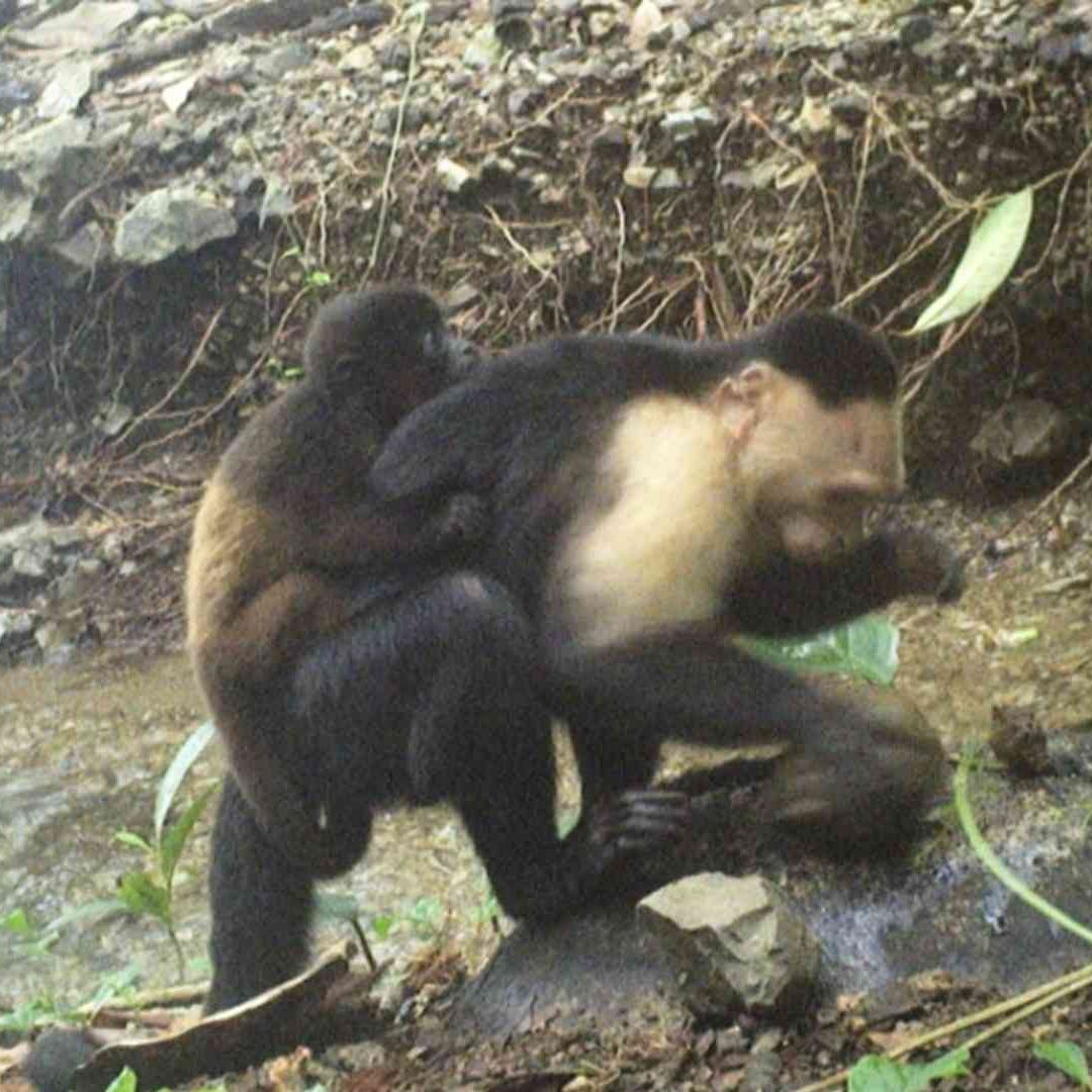 Monos capuchinos secuestraron a crías de aulladores