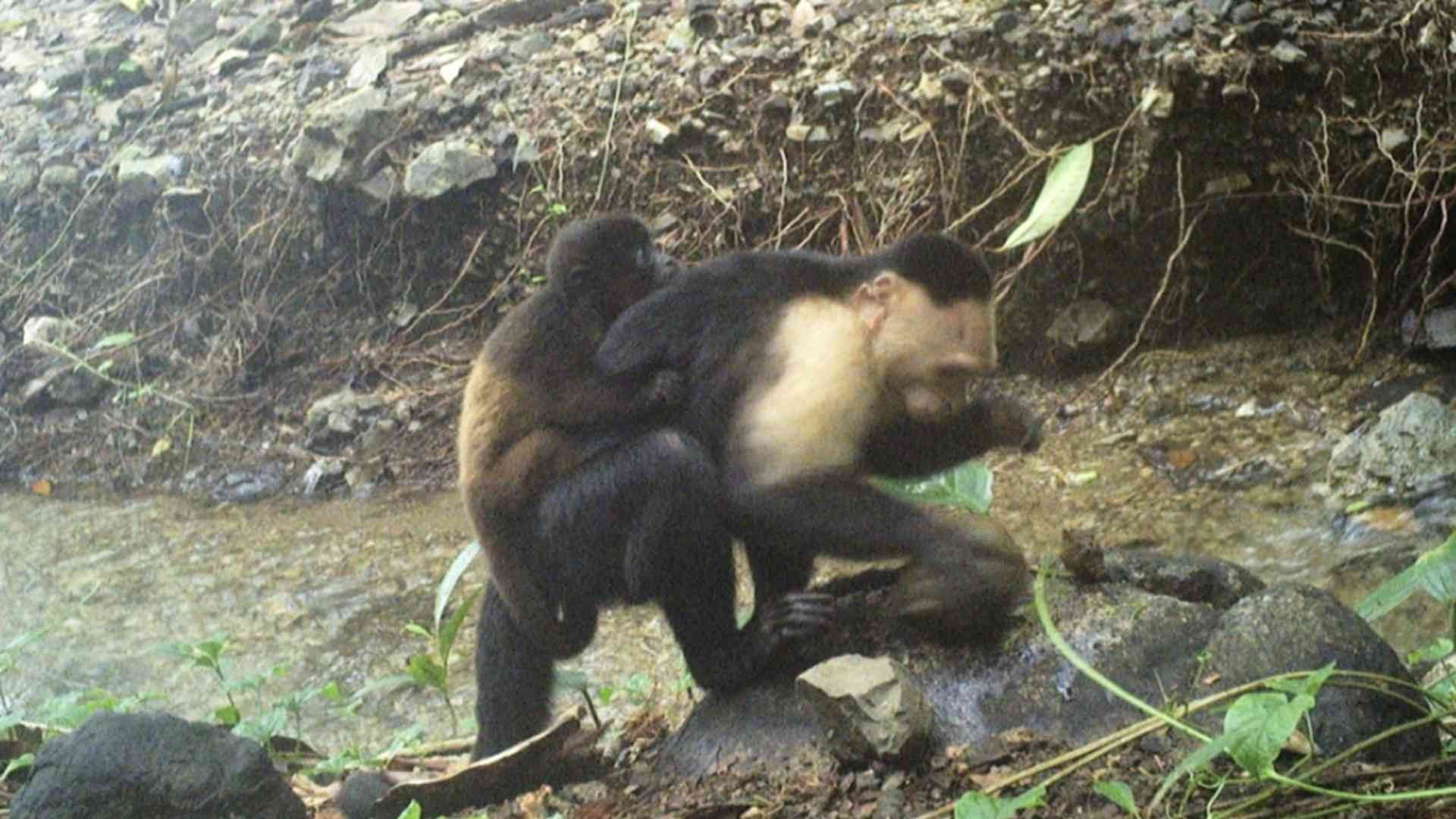 Monos capuchinos secuestraron a crías de aulladores