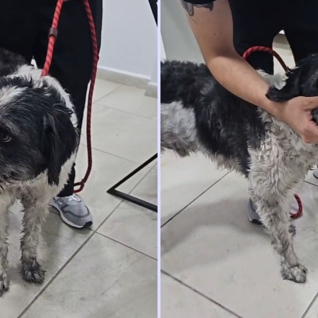 Rescatan a Fénix, Mascota de Agresores de Comerciante en Tehuacán, Puebla