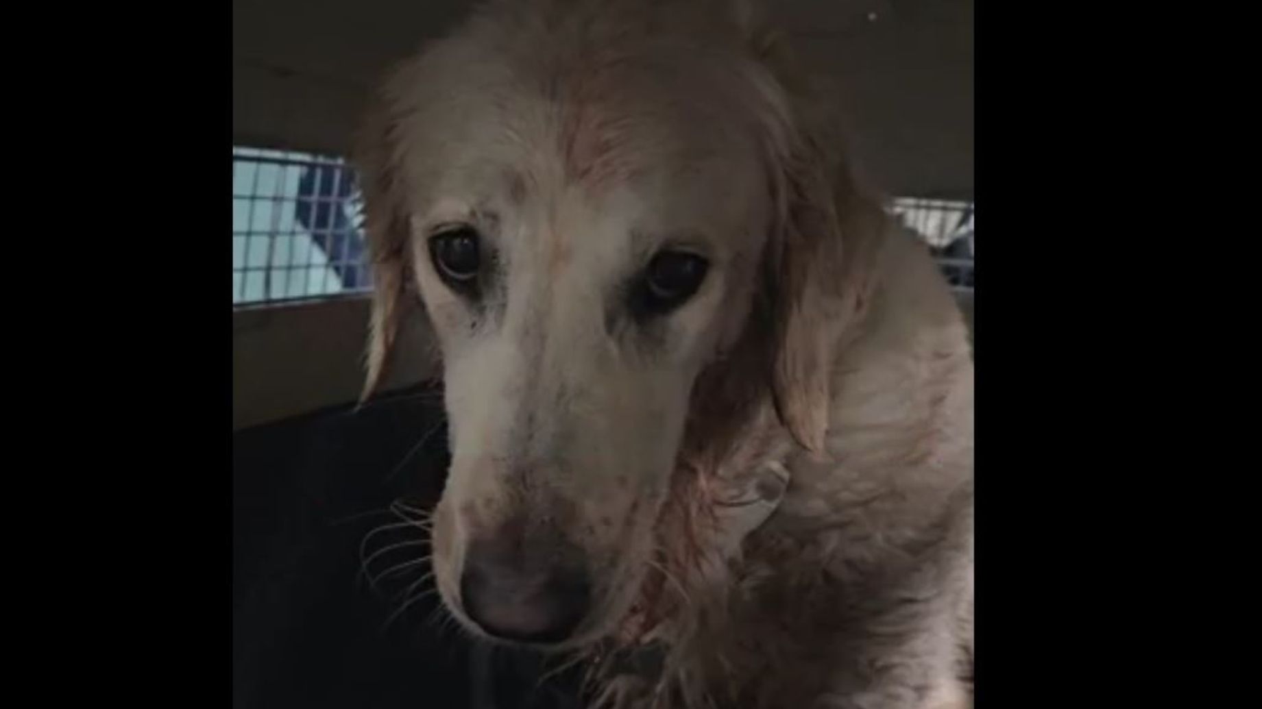 Dueños de Perra Maple Denuncian Maltrato Animal en Vuelo de Aeroméxico; Aerolínea ya Investiga