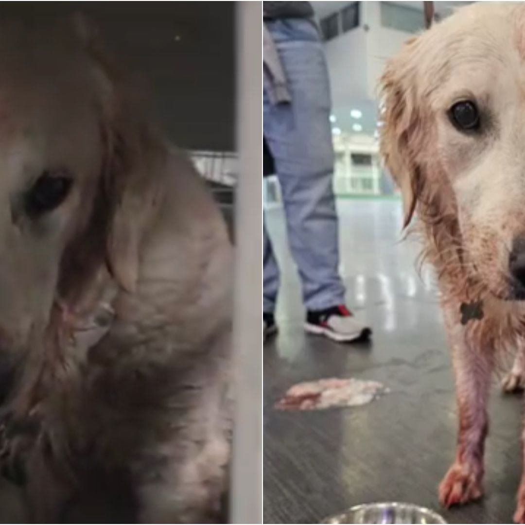 La perrita llegó en sangrentada y en shock al aeropuerto.