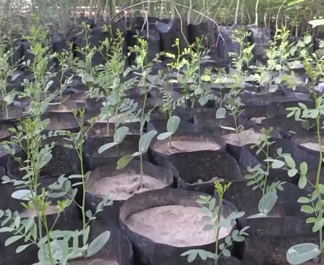 Realizarán Donación de Árboles Nativos en Vivero de Hermosillo ¿Cuándo Será?