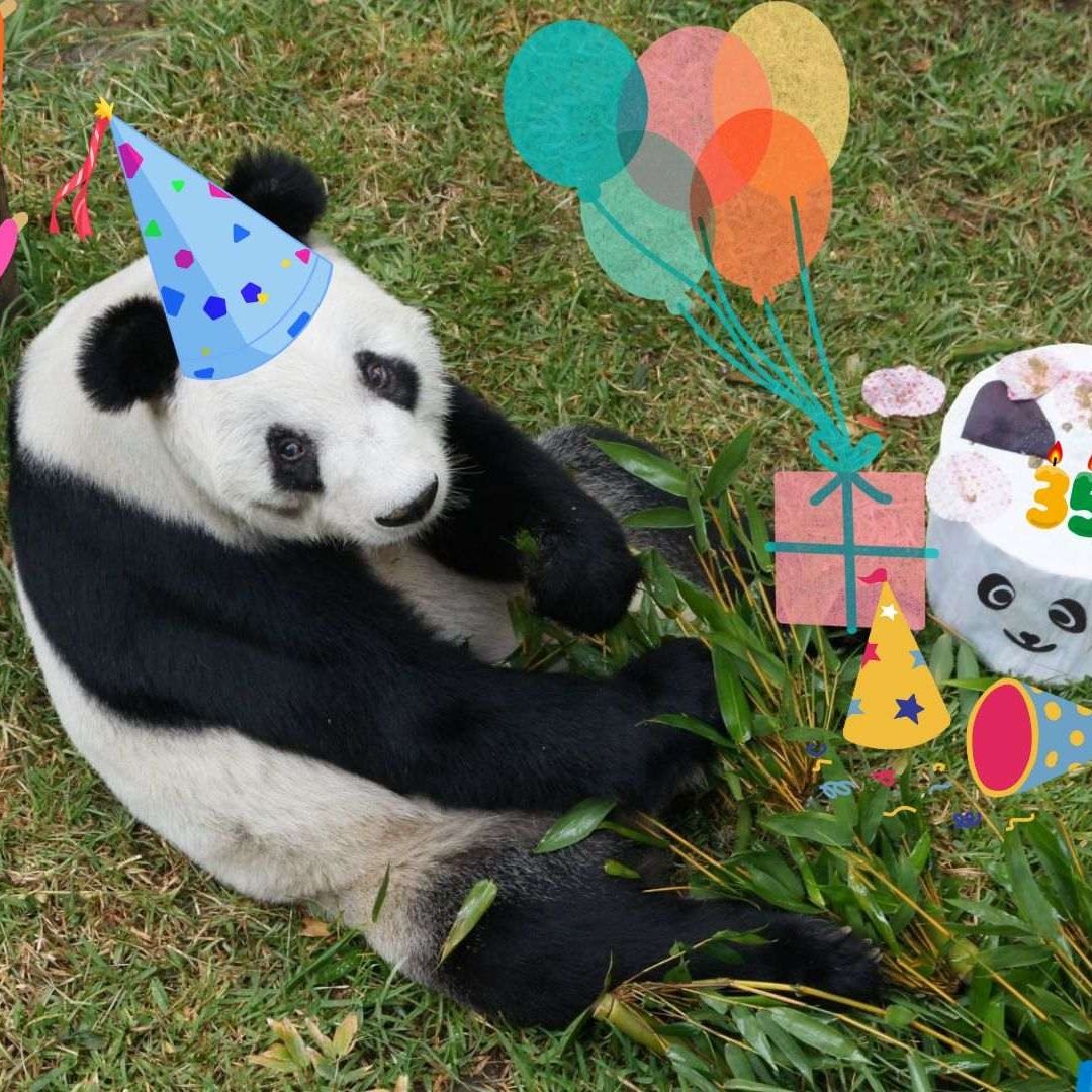 Panda Xin Xin en Chapultepec: ¿A Qué Hora Empieza y Qué Habrá en su Fiesta de Cumpleaños 2025?