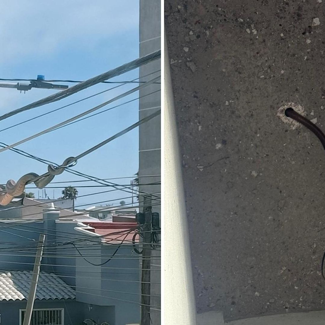 Reportan Aumento de Avistamientos de Serpientes en Playas de Tijuana