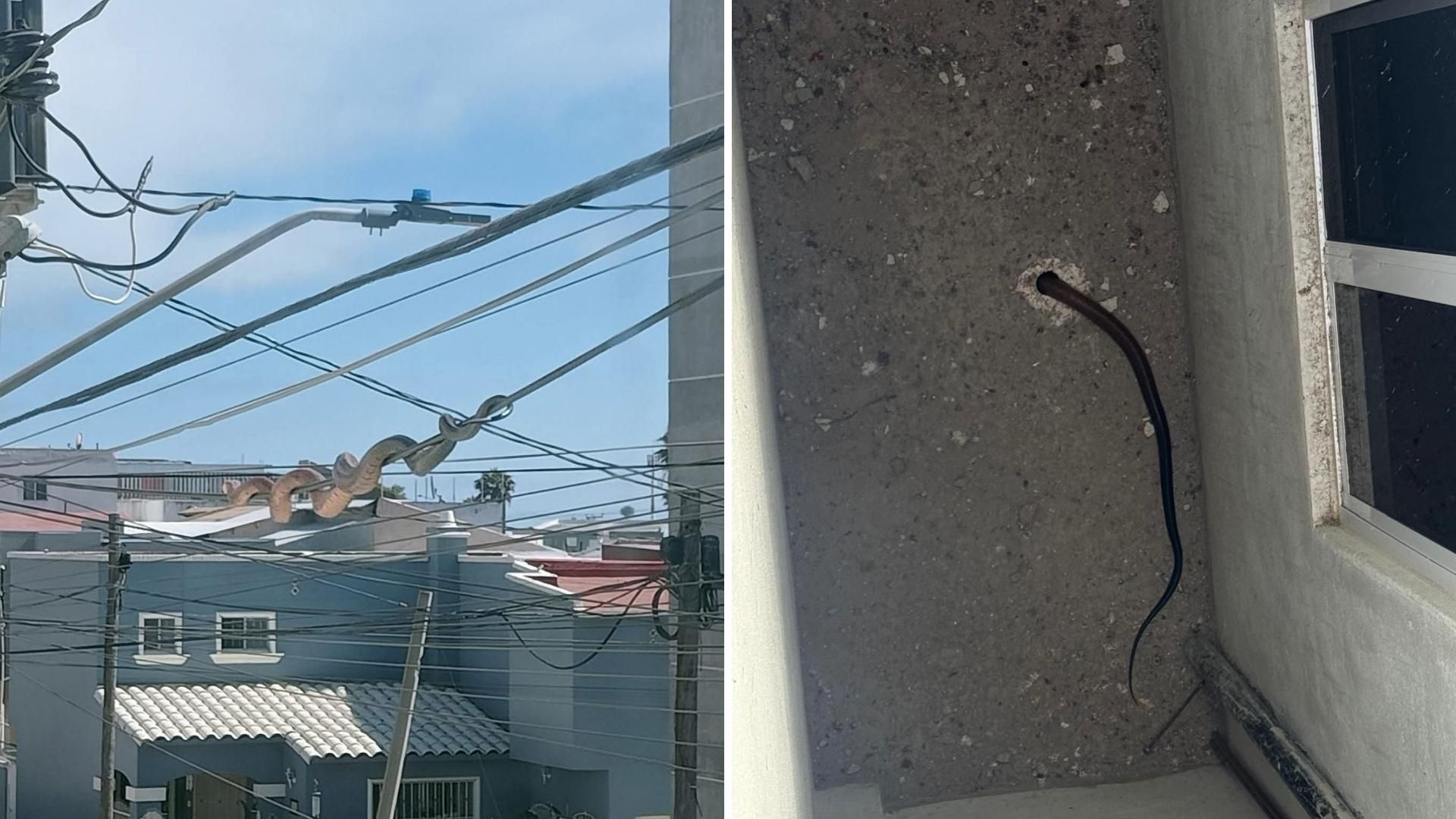 Reportan Aumento de Avistamientos de Serpientes en Playas de Tijuana