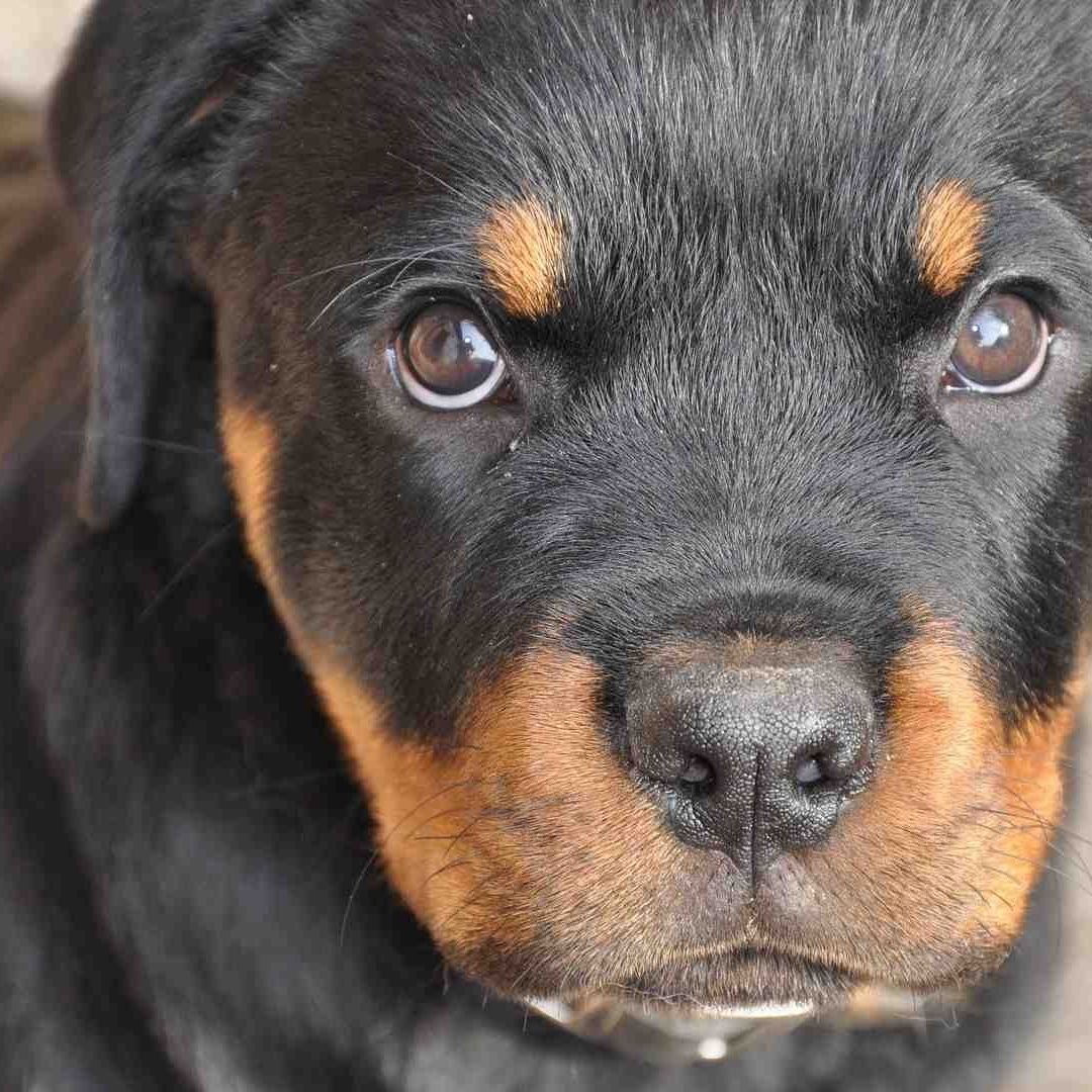 Perro de raza