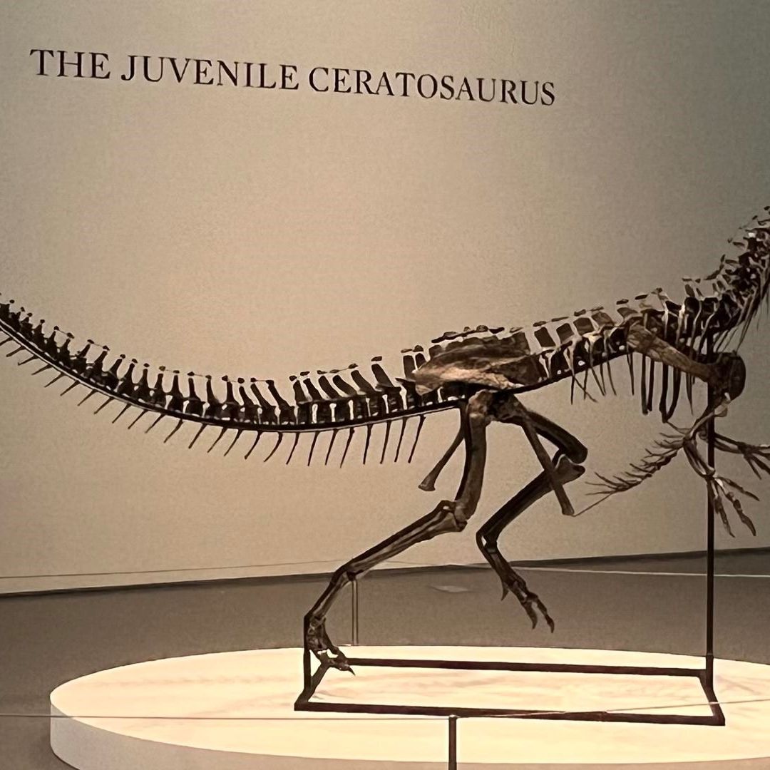 Esqueleto del Ceratosaurus, el dinosaurio bebé que será subastado en Nueva York