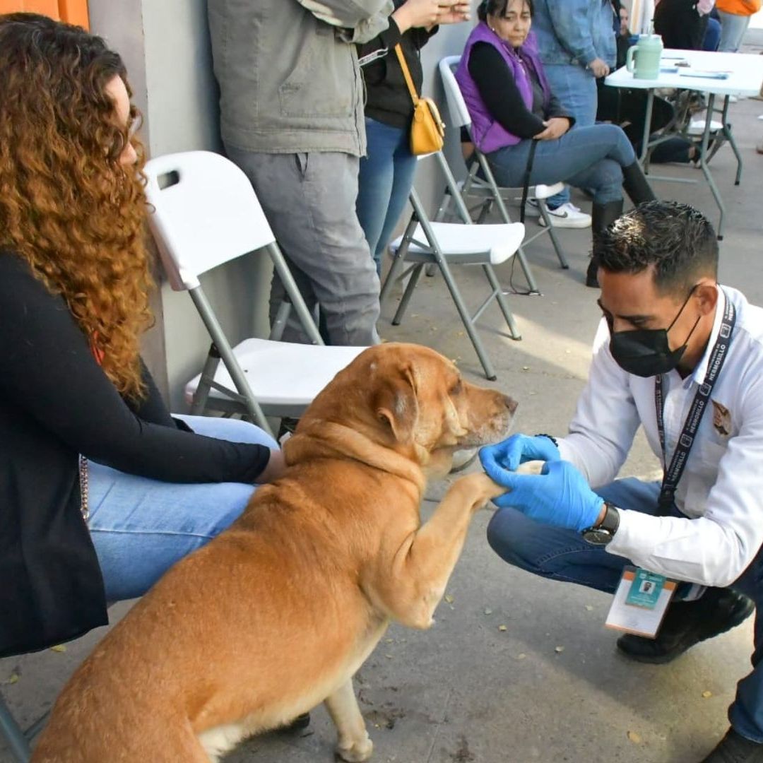 Suspenderán Jornadas de Castración y Esterilización este Verano en Hermosillo
