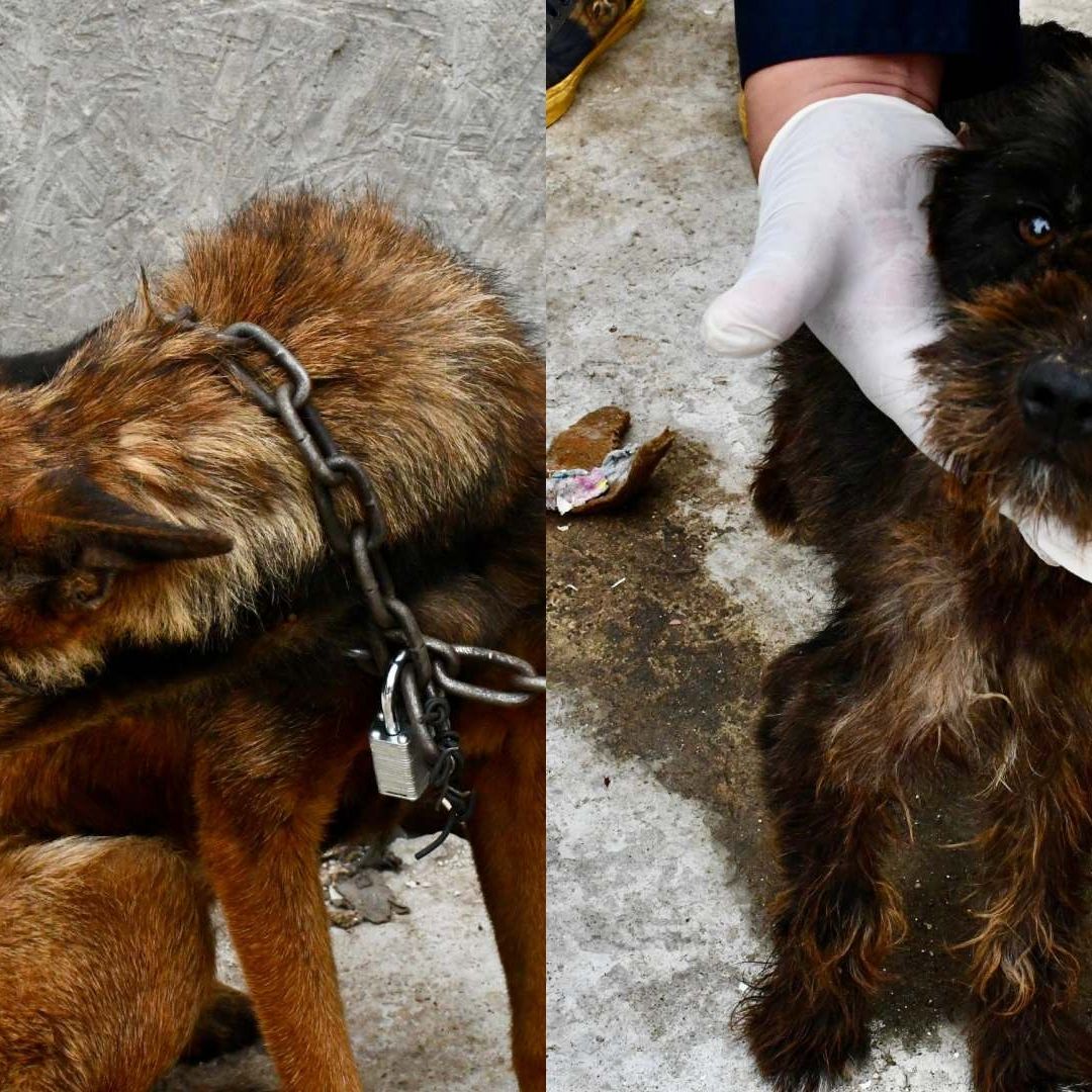 Detienen a Hombre por Maltrato Animal Tras Cateo en Tijuana