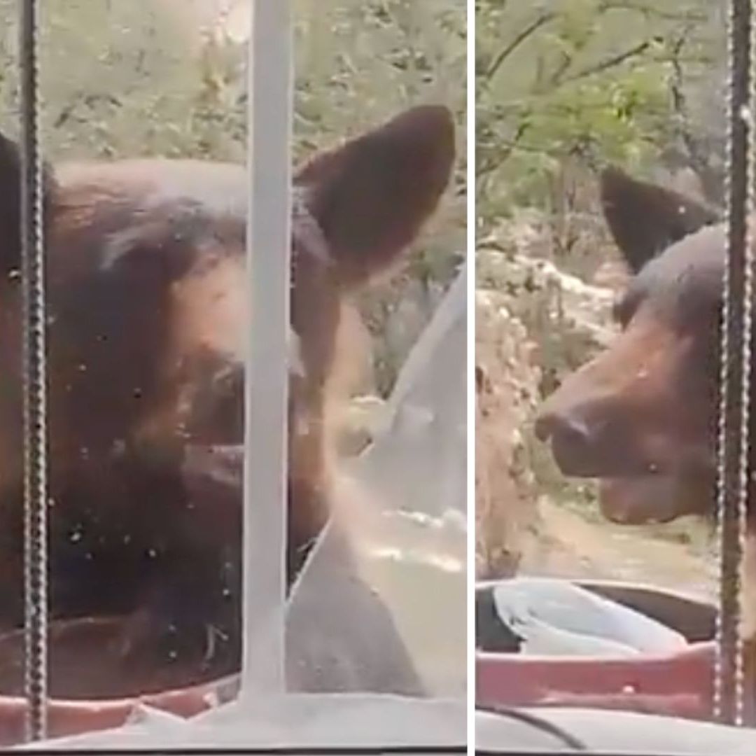 Así Fue Captado un Oso en la Ventana de una Casa en Nacozari de García, en Sonora