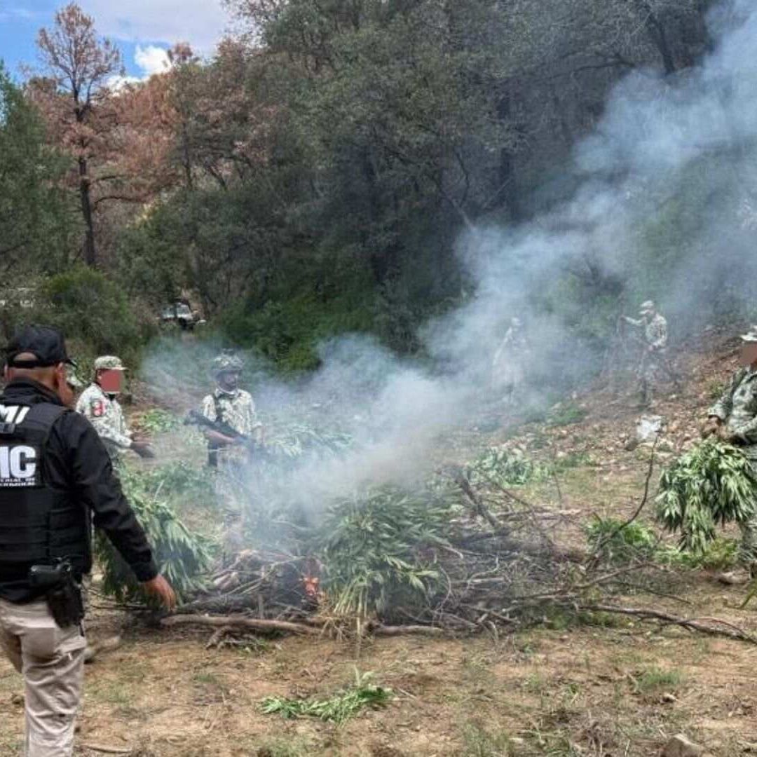 Destruyen Plantío de Marihuana de Aproximadamente 8 Mil 300 Plantas en Cananea, Sonora